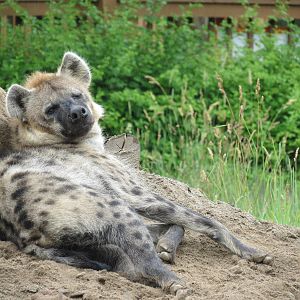 Spotted Hyena