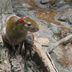 Brazilian Agouti