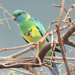 Cloncurry Parrot