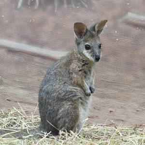 Dama Wallaby