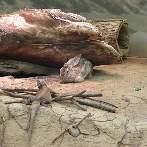 Desert Cottontail and Chuckwalla