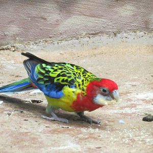 Eastern Rosella
