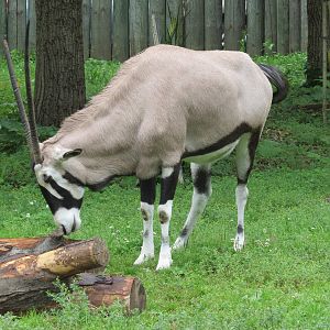 Gemsbok