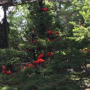 South American Aviary