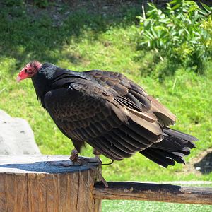 Turkey Vulture