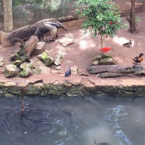 Giant Anteater in South American Aviary