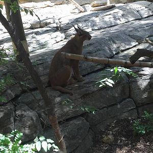 Caracal Exhibit