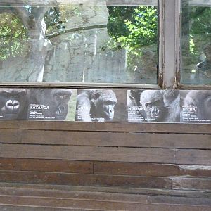 Gorilla group sign, 17 June 2015