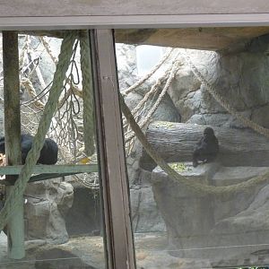 Gorilla house, 17 June 2015