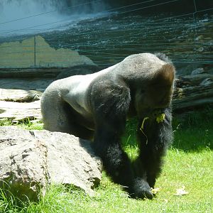 Silverback Gorilla, Ebobo, 17 June 2105