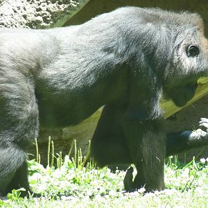 Female Gorilla, 17 June 2015