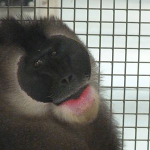 Male Drill, 17 June 2015