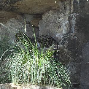 Clouded Leopard Exhibit