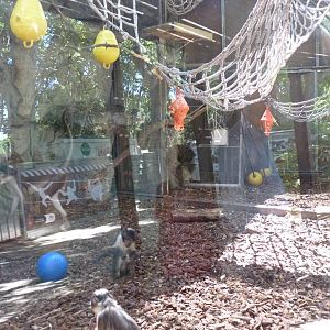 Mangabey House, June 2015