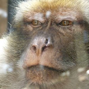 Barbary Macaque, 17 June 2015