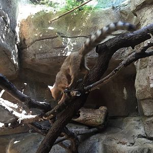 Ringtail Exhibit