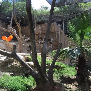 Francois Langur Exhibit