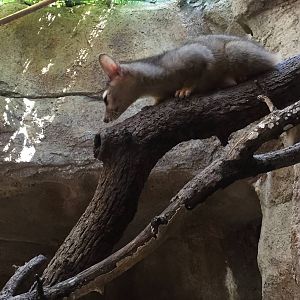 Ringtail Exhibit