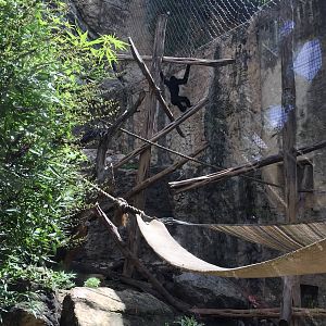 White-cheeked Gibbon Exhibit