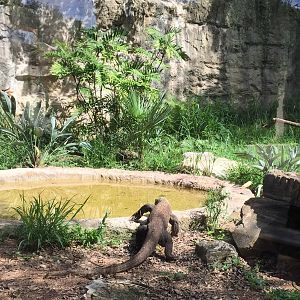Komodo Dragon Exhibit