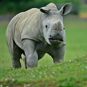 Baby Ian- White rhino calf