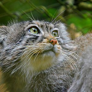PALLAS CAT