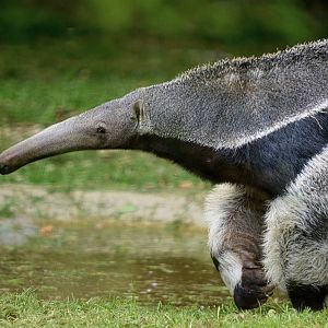 GIANT ANTEATER