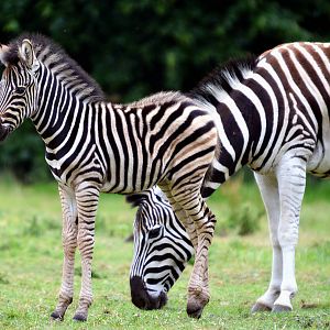 ZEBRA FOAL