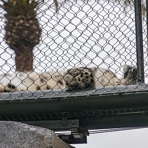 Snow leopard using walkway in new exhibit