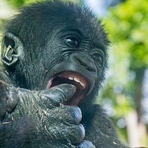 6 month old gorilla