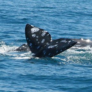 Grey Whale