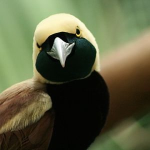 Raggiana Bird-of-paradise