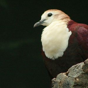 White-throated Ground-dove