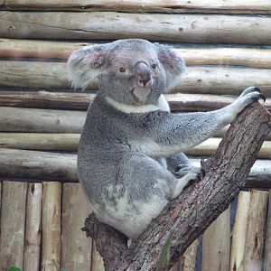 koala posing