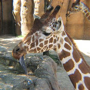 Giraffes up close and personal