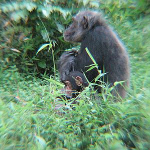 If you look close, you can see the baby