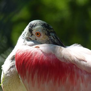 Roseate Spoonbill, 17 June 2015