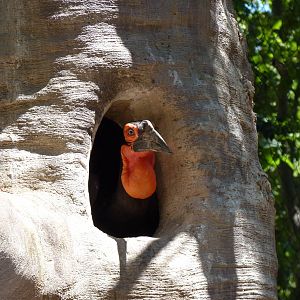 Southern Ground Hornbill, 17 June 2015