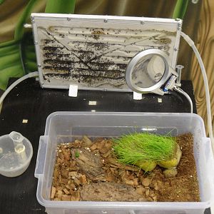 Ant farm