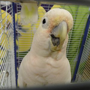 Tanimbar corella