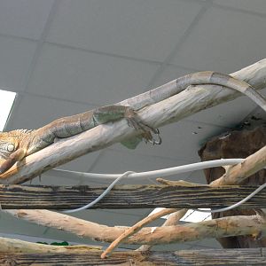 Iguana