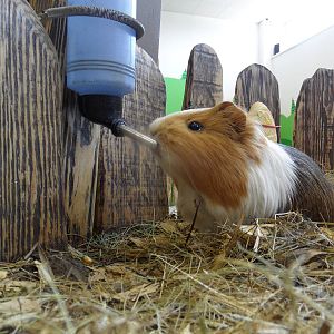 Guinea pig
