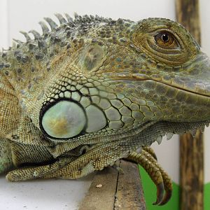 Iguana