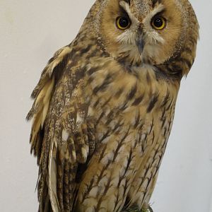 Long-eared owl