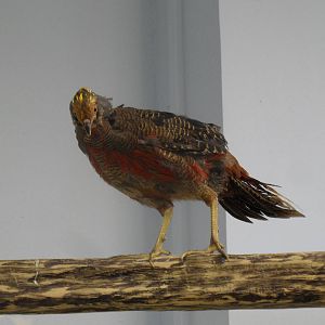 Golden pheasant