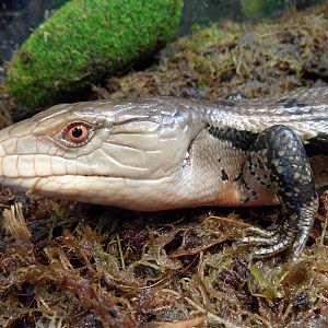 Bluetongue skink