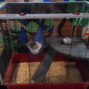 Fattest sugar glider!