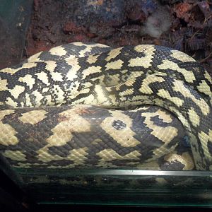 Carpet python