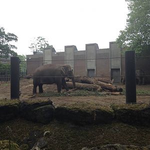 Elephant Enclosure.