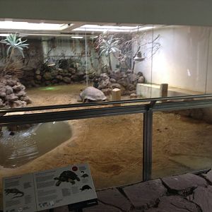 Indoor Aldabra Tortoise Enclosure.